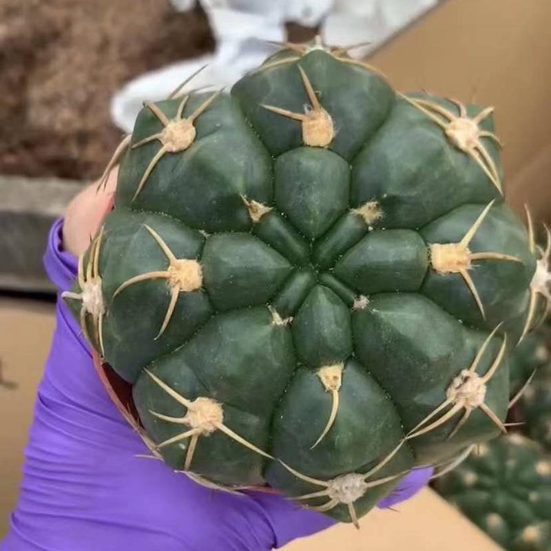 【居家直供】基地绿植花卉盆栽仙人球多肉植物花卉海王