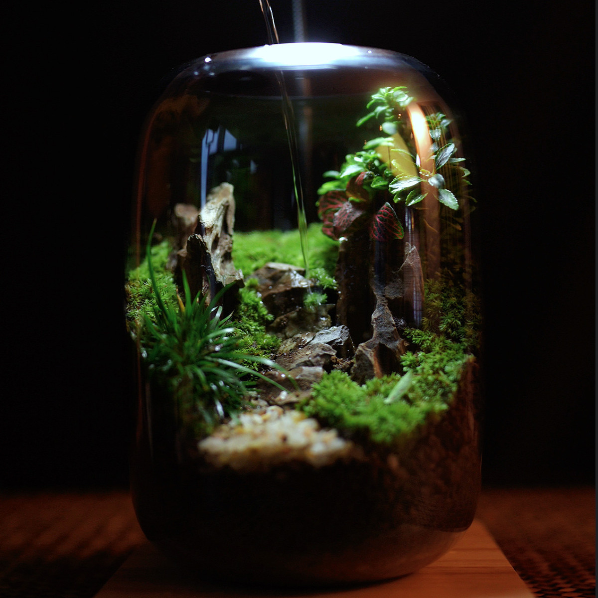 厂家青山】苔藓植物微景观生态缸创意盆栽摆件真植物桌面景观【发