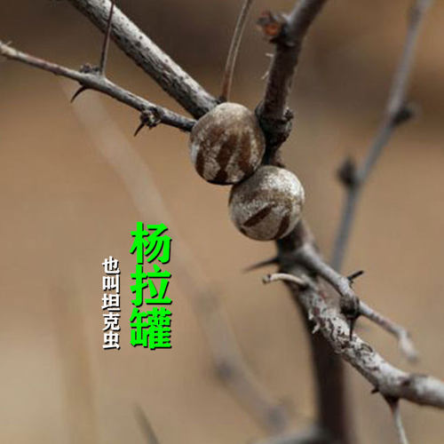 杨拉罐虫羊拉杨喇洋拉洋辣活杨拉子包邮杨喇罐洋辣子罐蛋坦克虫