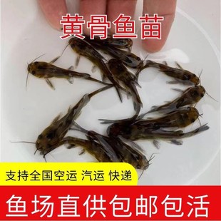 杂交黄骨鱼苗黄养殖鱼苗黄辣丁鱼苗黄刺鱼黄鸭叫活鱼苗冷水淡水颡