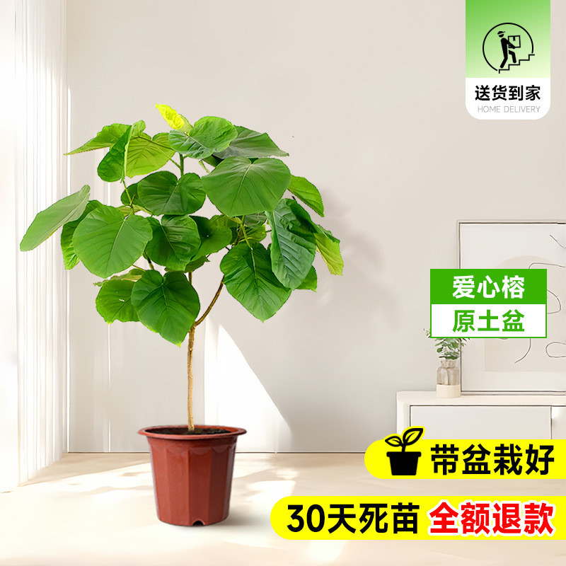 爱心榕大榕心叶盆栽客厅禄植室内大型绿植真树落地大号榕批发