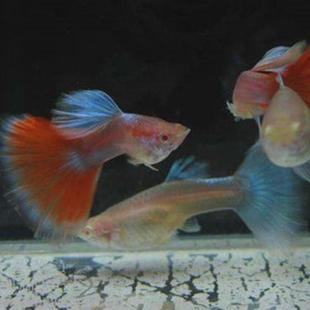 纯种孔雀鱼热带观赏天空蓝白缎带蝶翼大种孕母临产大肚子压成火炬