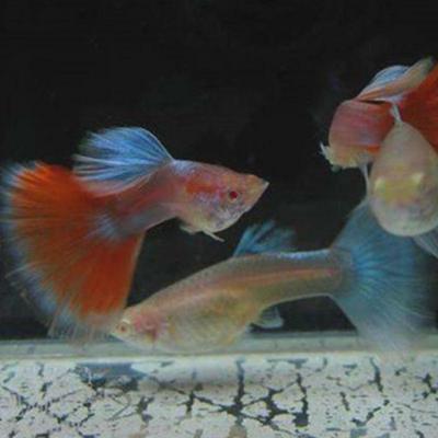 纯种孔雀鱼缎带观赏天空蓝白热带蝶翼大种孕母临产大肚子压成火炬