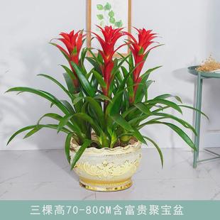 红运当头大盆景真花客厅室内大型绿植电视柜旁家养花卉植物寓意好