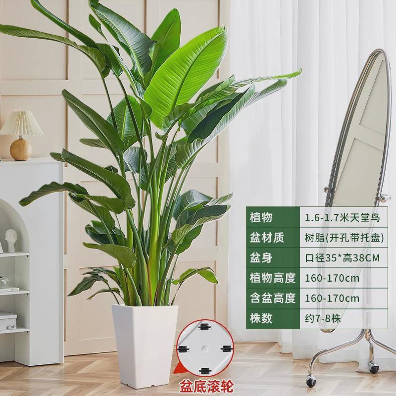 客厅放的大棵绿植老板办公室绿植落地好养活店铺开业绿植大型盆栽