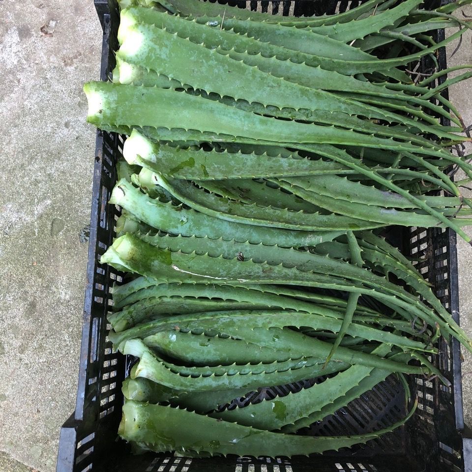绿植花卉木立芦荟木剑芦荟 小木立芦荟龙爪菊叶片龙爪花盆栽包邮