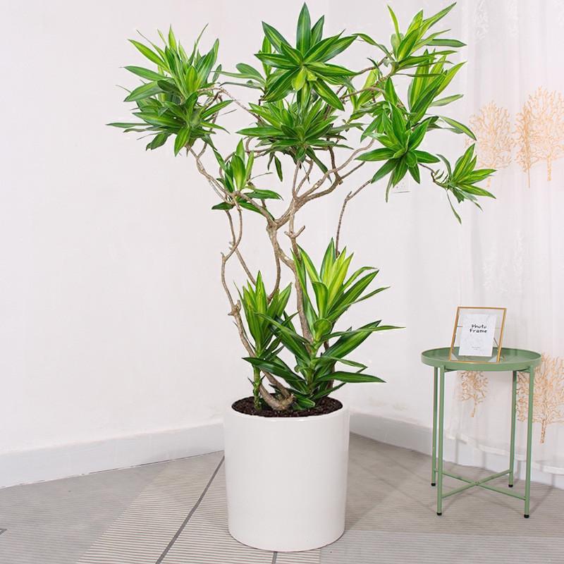 百合竹客厅真绿植绿植大盆栽室内落地轻奢好养四季常青网红植物易