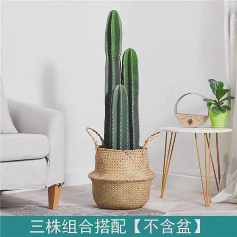 仙人柱天尺盆栽北欧风室内大型客厅好养多肉植物无刺仙人掌绿植
