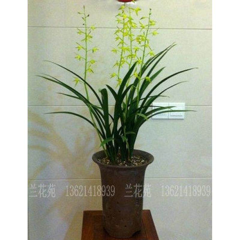 特壮苗企剑白墨 香素心墨兰 出架 报岁兰花春节开花