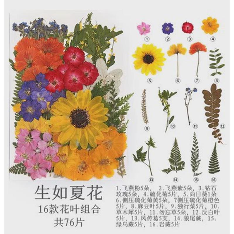 干花押花压花材料包植物相框儿童手工社团活动花瓣妆