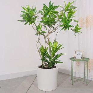 常青网红植物盆栽 百合竹客厅真绿植绿植大易室内落地轻奢好养四季