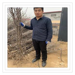 枣树枣树当年结果10公分处理大量有货裸根带土球均可枣树