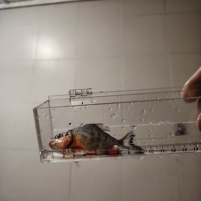 特大红腹鲳鱼苗.白鲳鱼苗.耐寒养殖.易养成活率高现货淡水