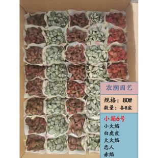 【基地直供】观叶植物网纹草小盆栽微景观网纹小箱绿植草混装