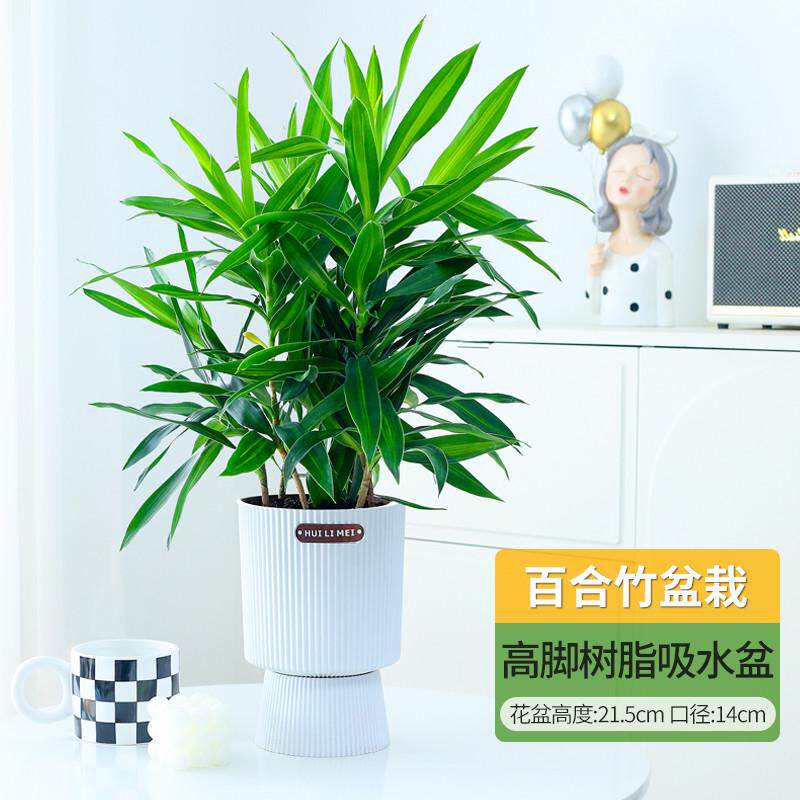 百合花客厅绿植盆栽富贵竹室内真竹桌面耐阴植物阳台花卉净化空气