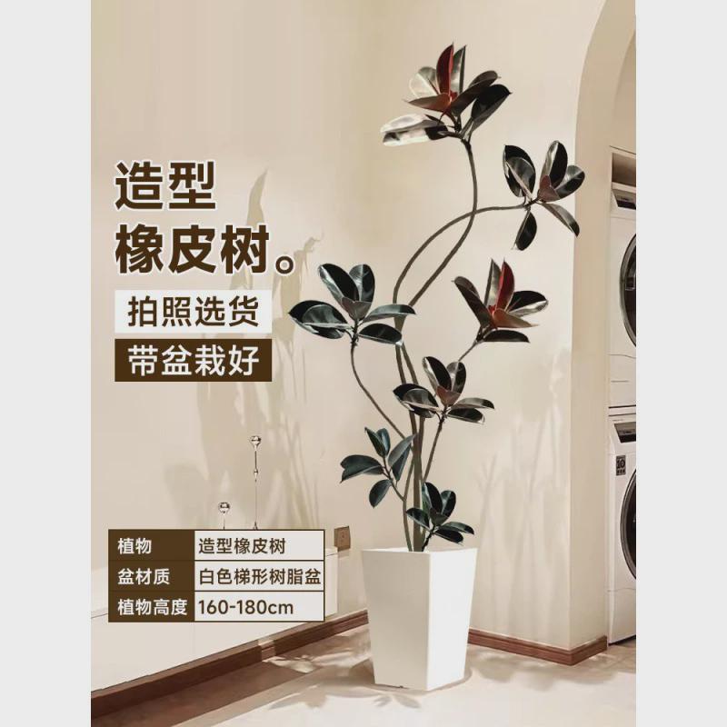 黑金刚橡皮树客厅大盆栽绿植办公植大型植物落地式大号真花禄室内