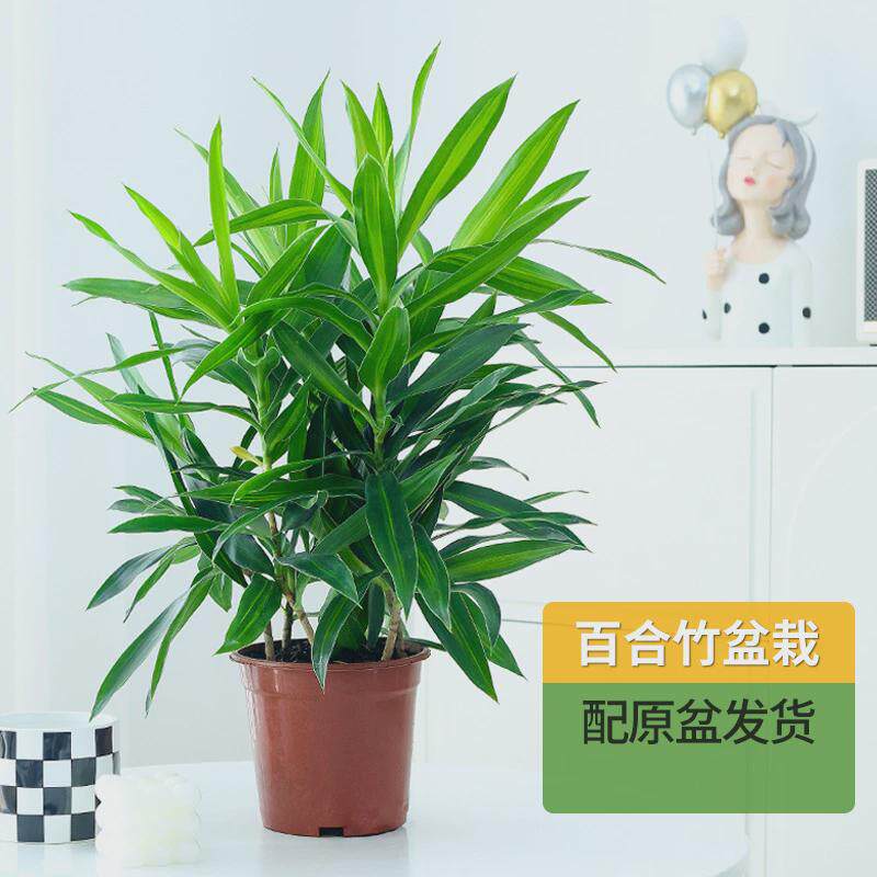 百合富贵竹客厅绿植盆栽竹室内真花桌面耐阴植物阳台花卉净化空气