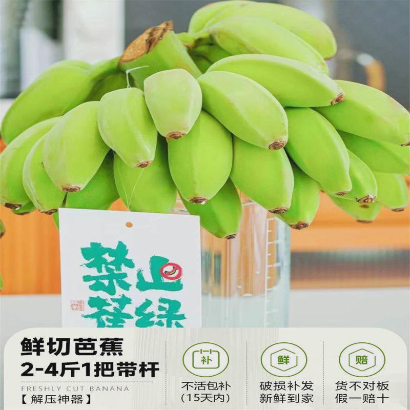 【好吃又好养】动感光波菠萝食用水培植物小黑鲜切花凤梨卉室内插