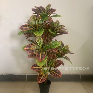仿真洒金榕仿真木变色室内人造植物室内装饰绿植盆景批发造景