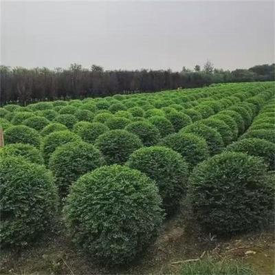 小叶女贞球四季常青庭院别墅绿化苗盆栽地栽室外耐寒植物小叶女贞