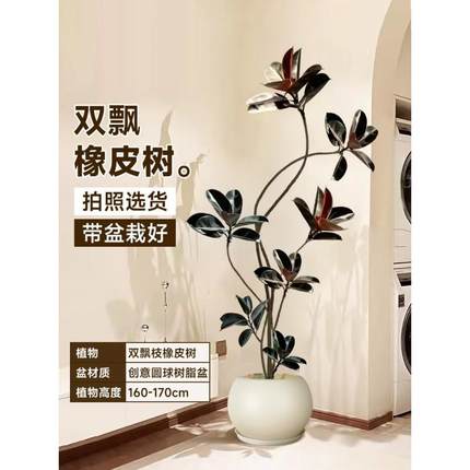 黑金刚橡皮树客厅大盆栽绿植办公落地式大型植物室内大号真花禄植