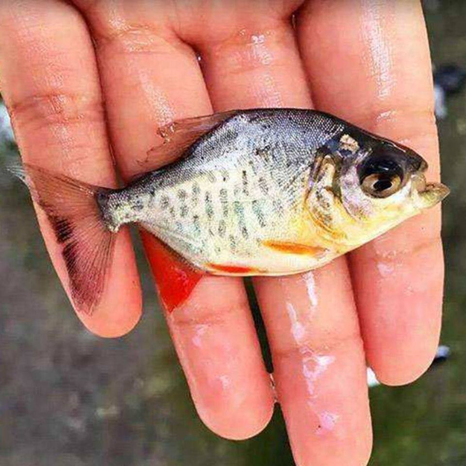 淡水鲳鱼苗红鲳鱼苗白鲳鱼苗热带鱼苗食用鲳鱼苗包邮