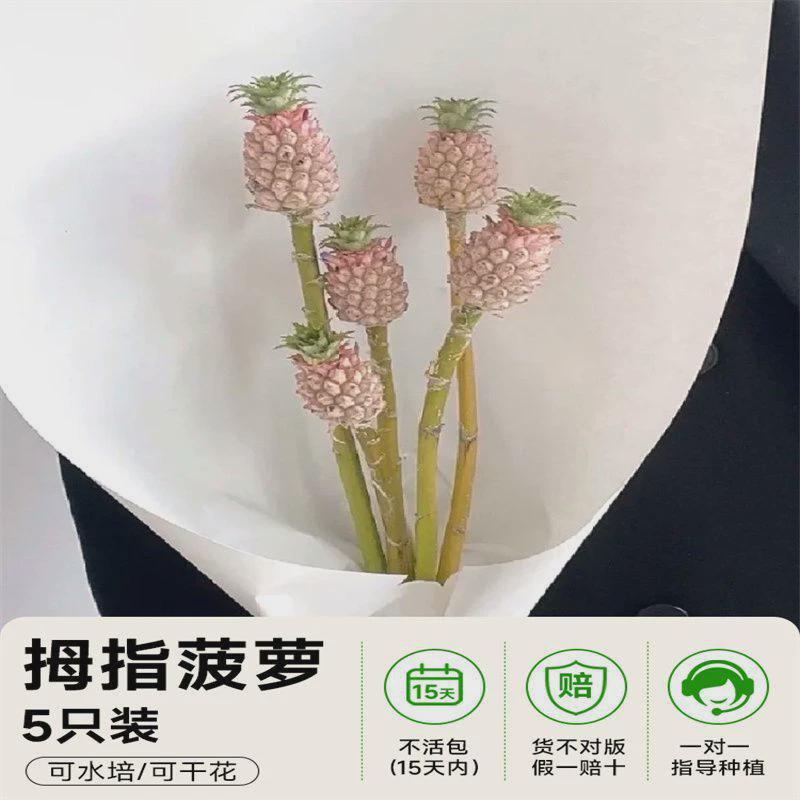 【好吃又好养】插光波菠萝食用水培植物小黑凤梨鲜切花卉室内动感