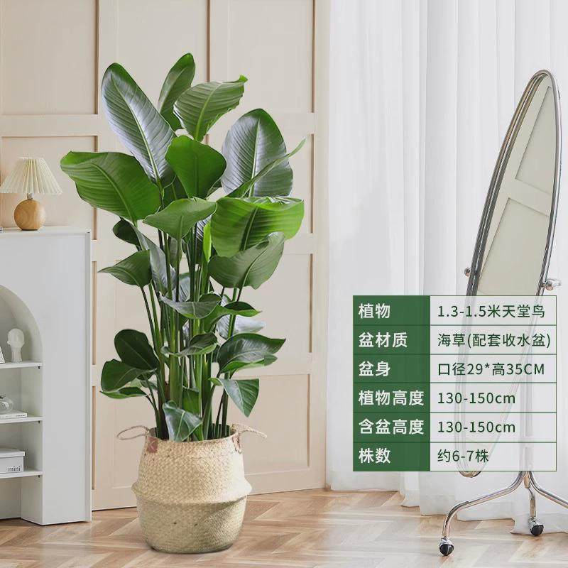 客厅放的落地绿植老板办公室绿植大棵好养活店铺开业绿植大型盆栽