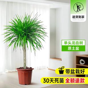 龙血树客厅绿植多头龙须树室内盆栽大型旺宅树落地式大号真花盆景