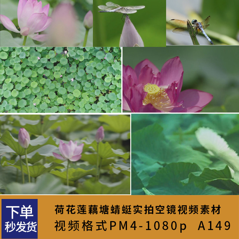 夏天荷花莲藕荷塘蜻蜓实拍视频素设计素材/源文件