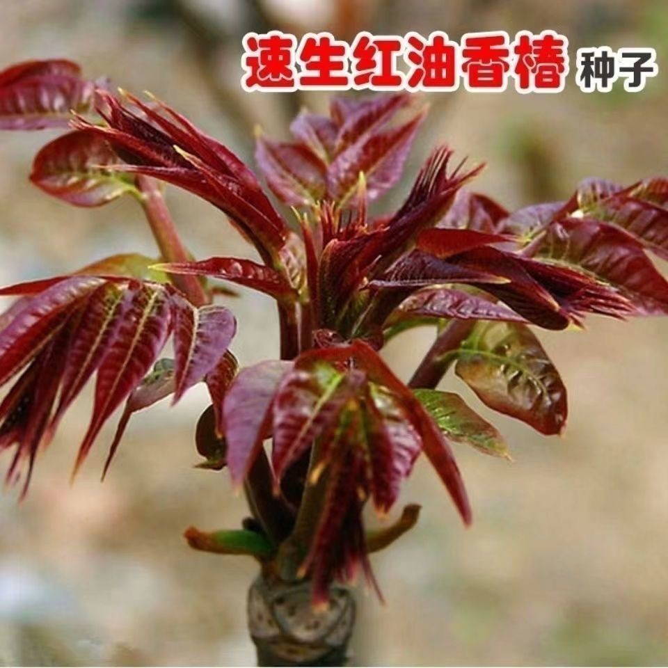 红油香椿种子速生香椿种籽四季易种红叶香春芽菜蔬菜种子