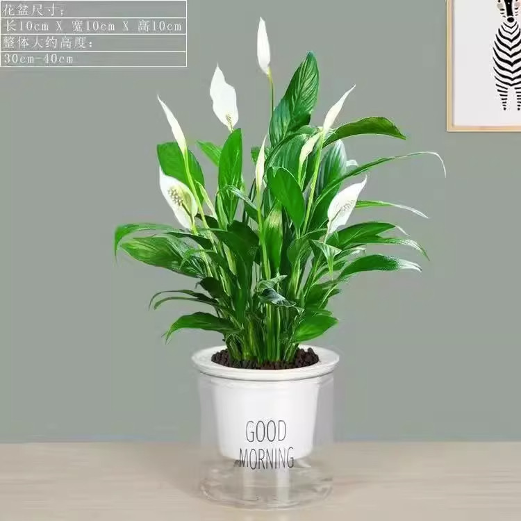 美酒白掌一帆风顺小盆栽阳台办公室桌面绿植盆栽室内植物花卉