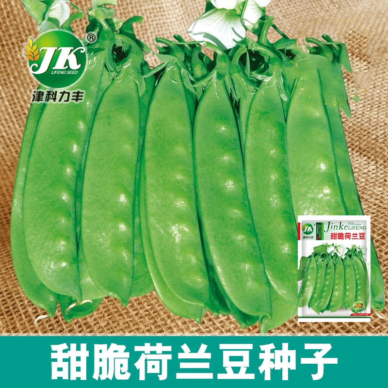 荷兰豆种子甜脆大荚春秋种植蔬菜种籽菜豌豆菜籽种易种无纤维