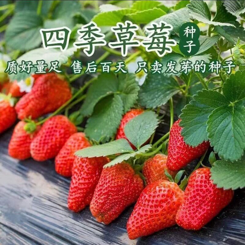草莓种子四季结果易活草莓籽室内外阳台盆栽种植花种籽子奶油草莓