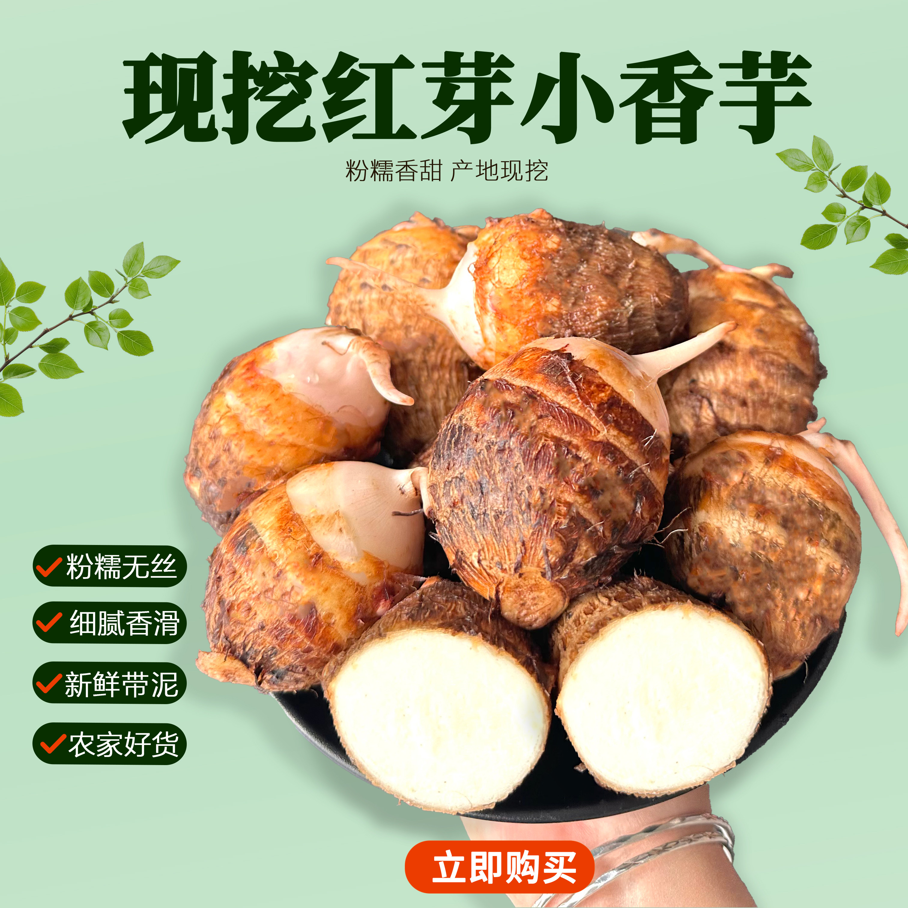 江西铅山红芽小芋头现挖软糯香甜