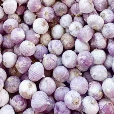 云南大理独头蒜紫皮大蒜新鲜