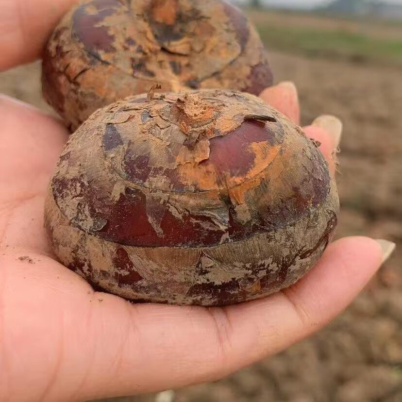 正宗广西荔浦新鲜马蹄5斤荸荠小果当季地栗地梨饽荠水果蔬菜包邮,水产肉类/新鲜蔬果/熟食,荸荠/马蹄,淘宝优惠券,粉丝福利购,淘宝优惠卷