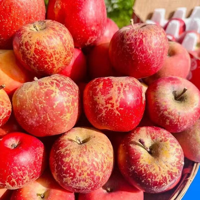 大凉山盐源丑苹果新鲜