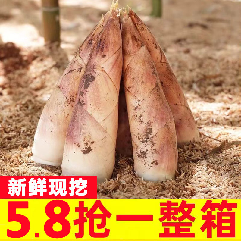 天目山雷笋新鲜现挖5斤鲜竹笋雷公笋尖生小笋冬笋新鲜蔬菜春笋