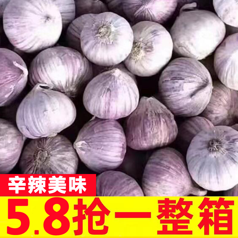 云南紫皮蒜独头蒜新蒜批发