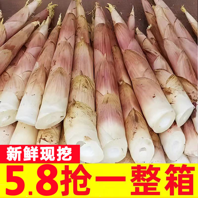 竹笋新鲜现挖春笋雷笋野生笋冬笋油笋农家新鲜蔬菜雷竹笋小笋冬笋