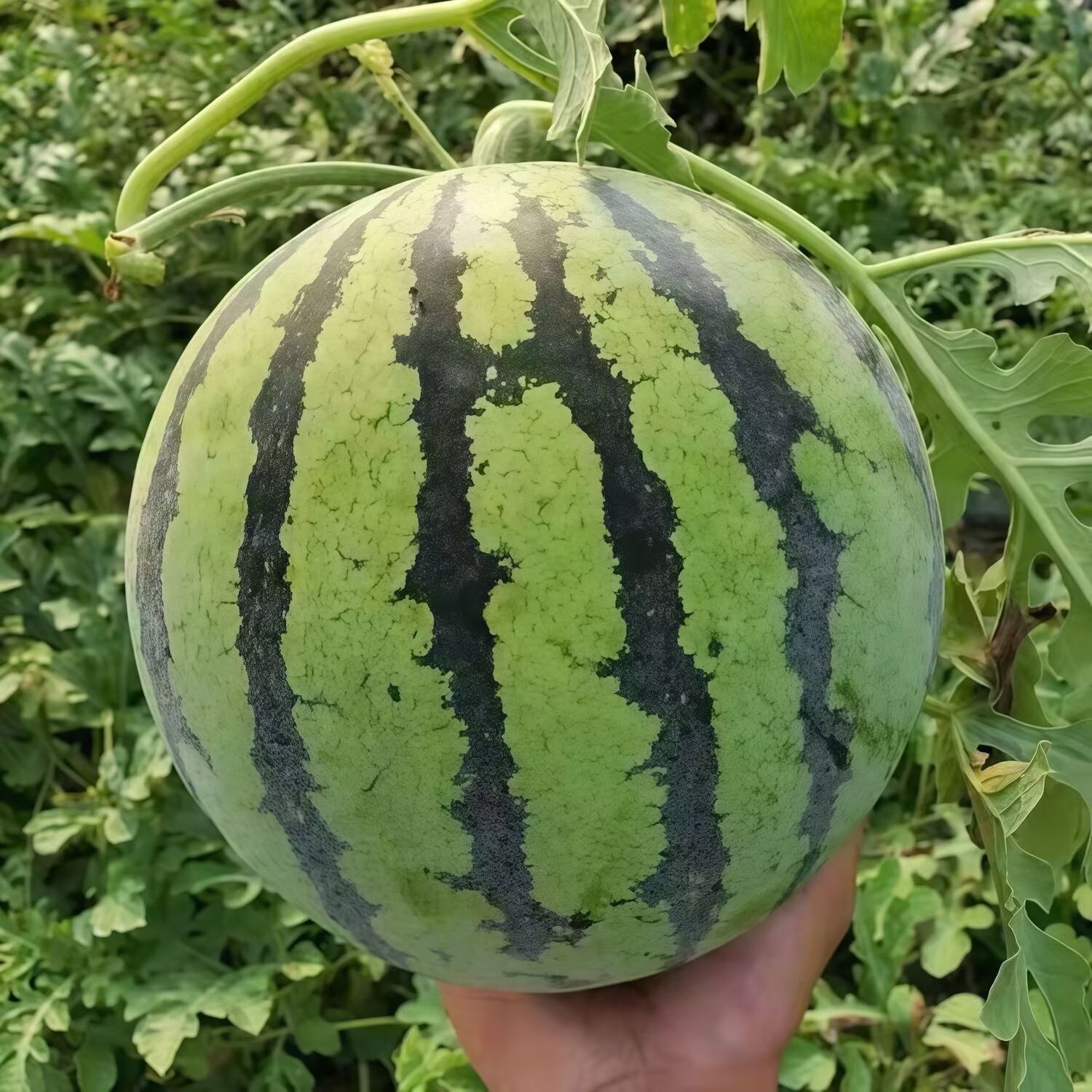 正宗冰糖麒麟西瓜超甜8424新鲜薄皮现摘无籽有籽新鲜水果美都西瓜