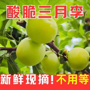 现货李子新鲜水果三月李青李珍珠李当季酸脆小果早熟钱排青李