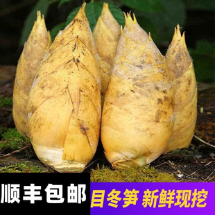 顺丰现挖现发泸州新鲜冬笋现挖雷笋黄泥大冬笋楠竹笋毛竹笋5斤