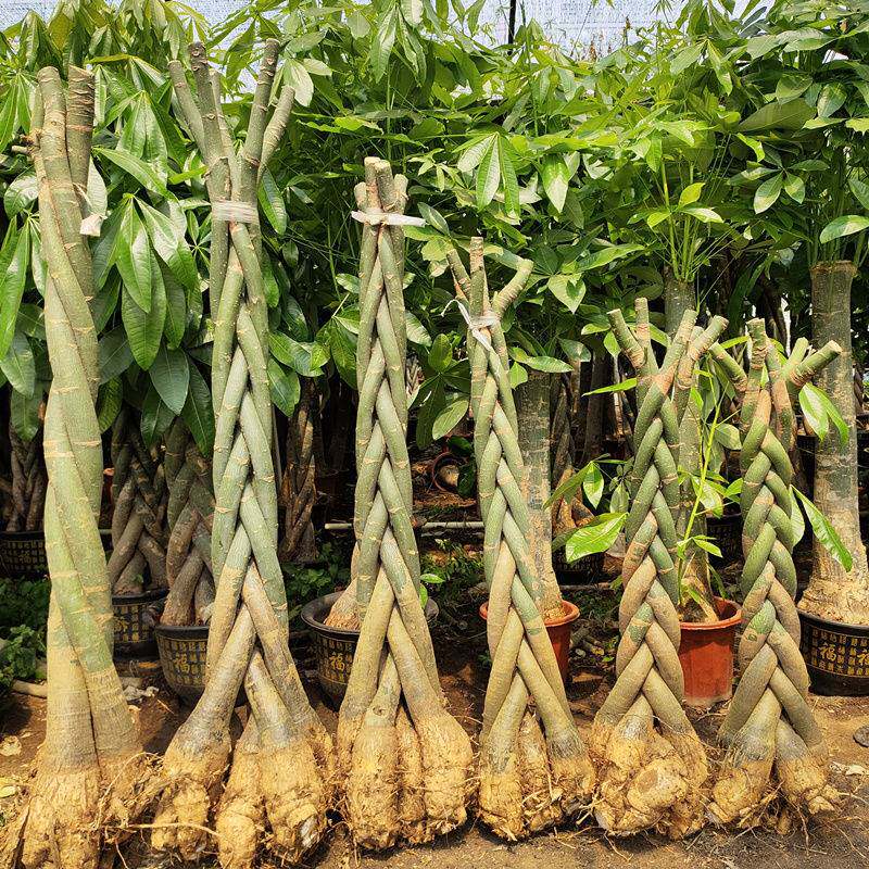 盆景树大型发财树盆栽辫子室内招财风水绿植吸附甲醛客厅大棵好养