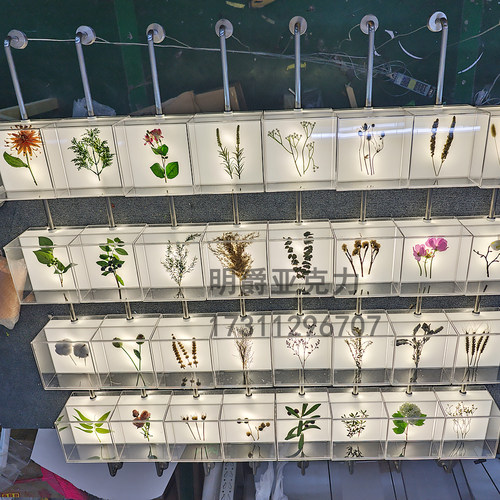 亚克力标本不锈钢固定植物标本墙