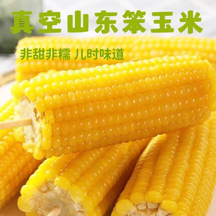 80年代老品种正宗山东老式笨玉米非甜非粘黄玉米真空代餐粗粮新鲜