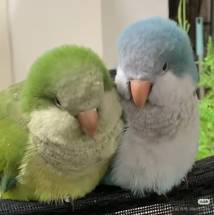 和尚鹦鹉鸟半毛雏鸟蓝绿和尚雏手养断奶亲人会说话合法饲养