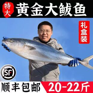 黄金鲅鱼大海鱼鲅鱼礼盒装新鲜特大鲜活一整箱深海马鲛鱼批发顺丰