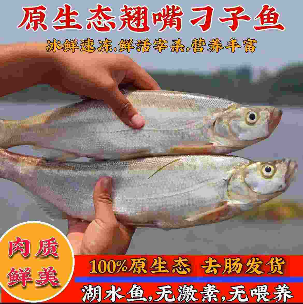 大刁子鱼翘嘴白鱼生态淡水鱼翘壳大白刁新鲜现杀现发冷链包邮